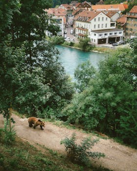 一只灰熊在瑞士村庄的河岸边散步，四周环绕着郁郁葱葱的绿植和古朴的房屋