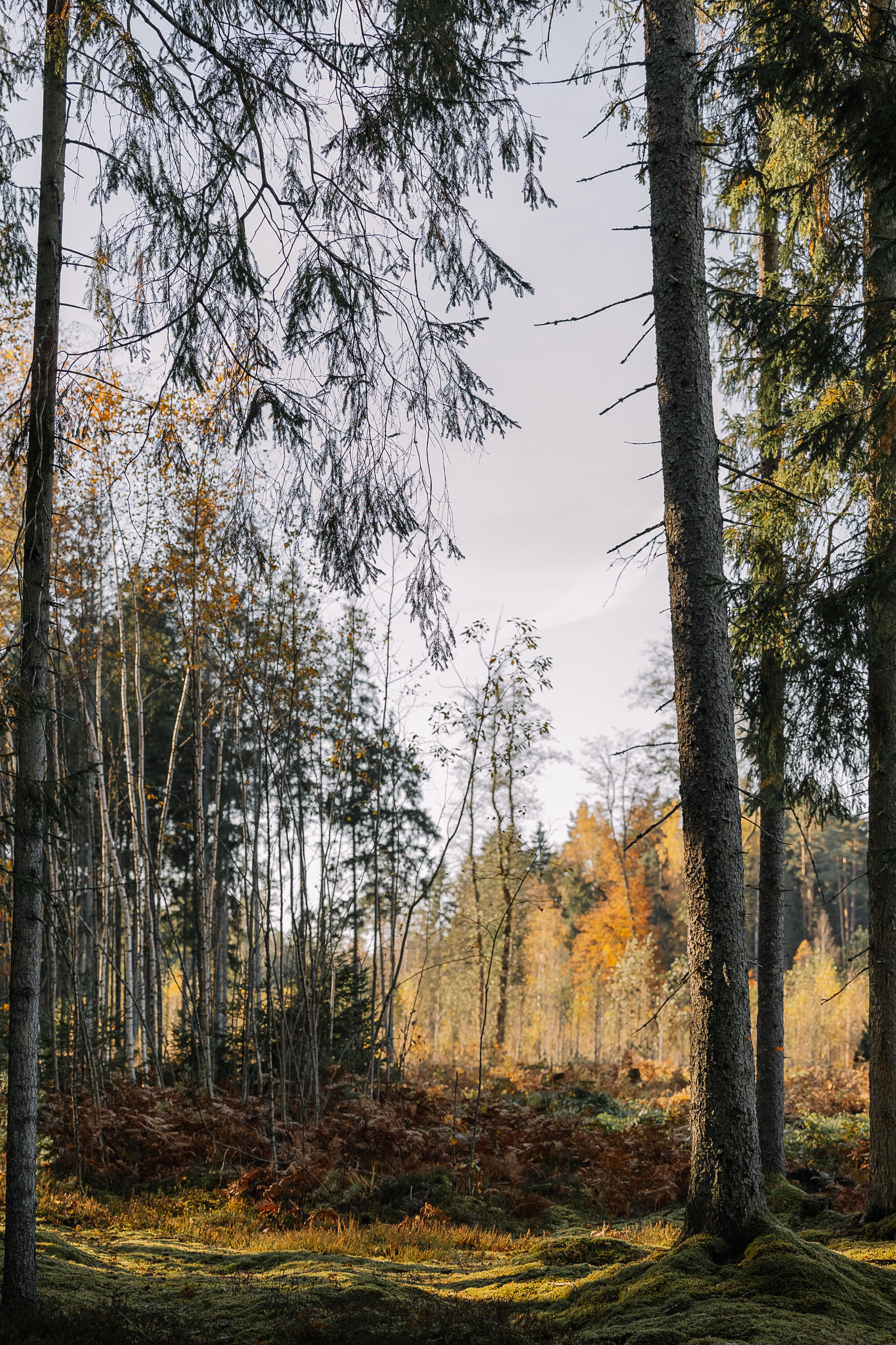 Serene Autumn Forest with Tall Trees · Free Stock Photo