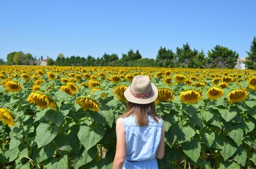 Free Girl in a hat stands in a vibrant sunflower field in L'Isle-sur-la-Sorgue, Provence. Stock Photo
