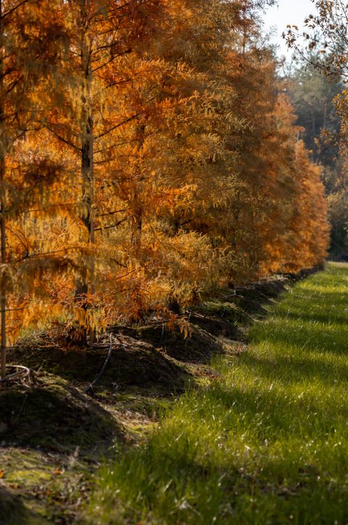 Free Golden autumn trees lining a sunlit path, perfect for nature lovers. Stock Photo