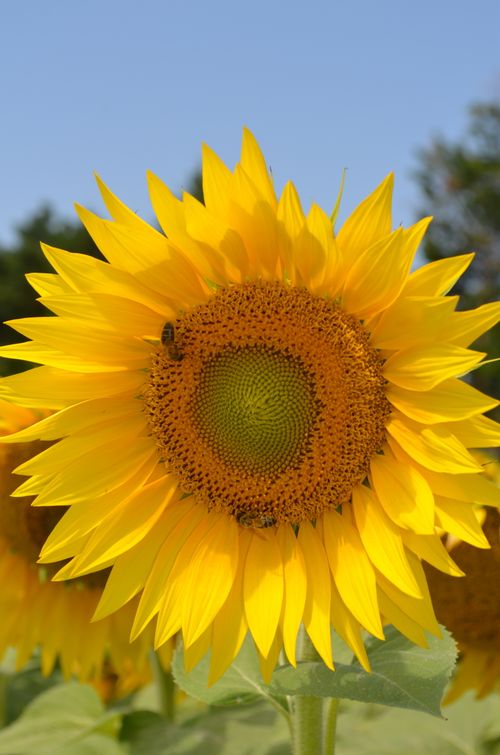 Free Vibrant sunflower blooming under sunny skies in Provence, France. Stock Photo