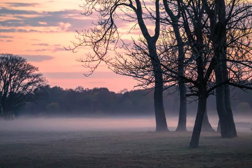 Free Ethereal morning mist envelops trees in Cove Island Park during a fall sunrise in Stamford, Connecticut. Stock Photo