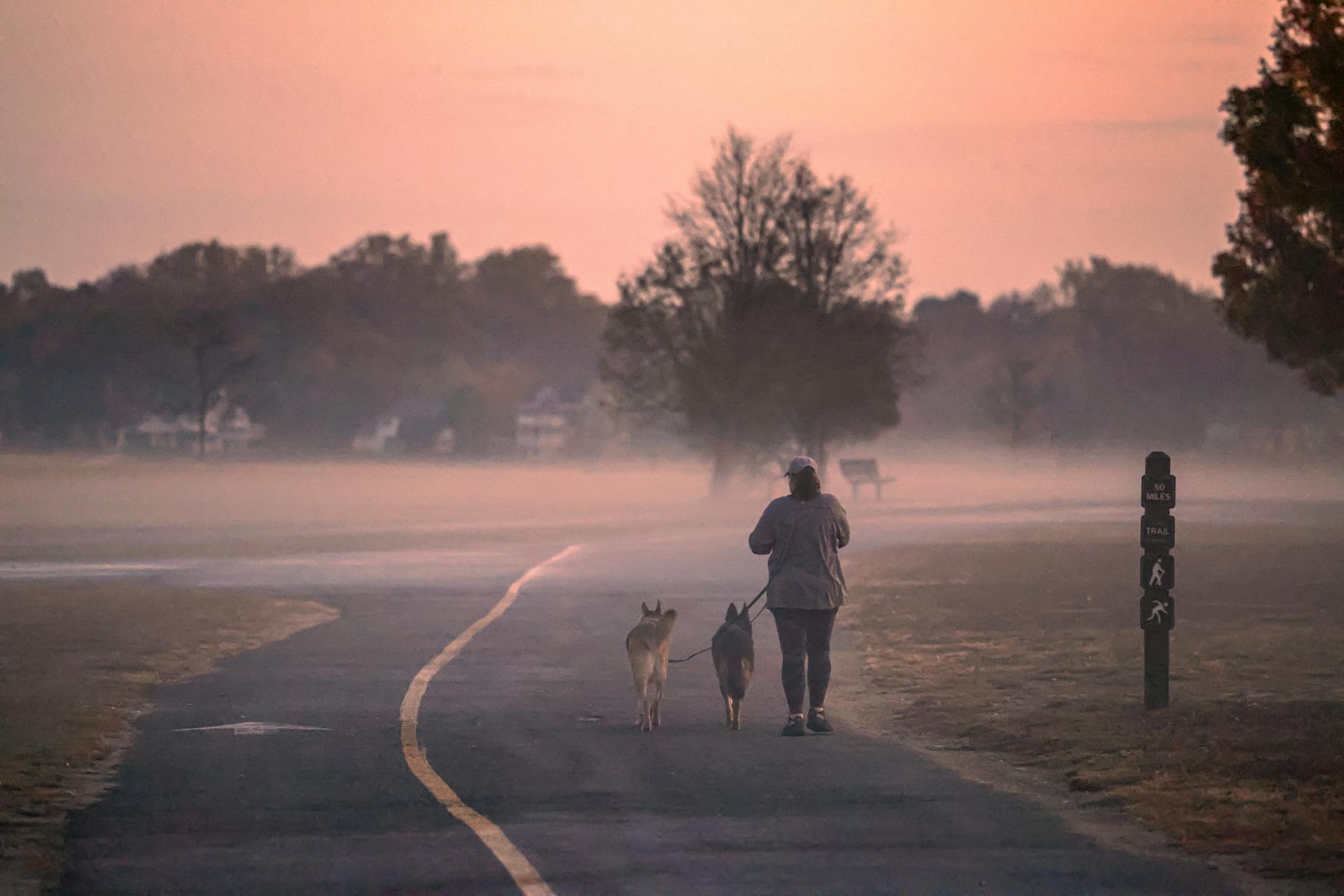 https://www.pexels.com/photo/dog-walker-in-morning-fog-at-cove-island-park-29171679/