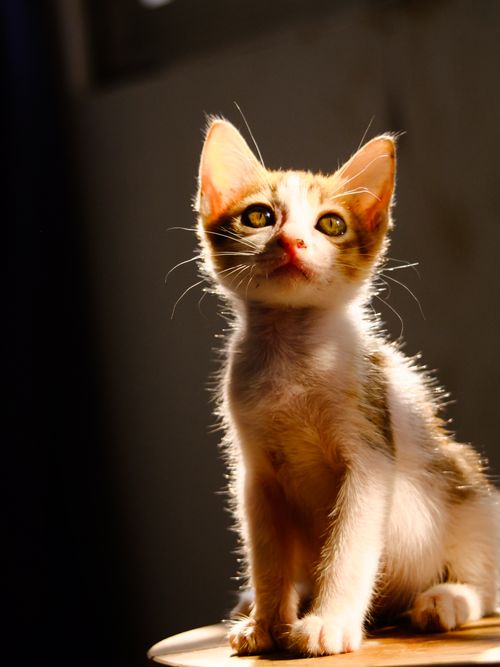 Free A cute kitten sitting indoors, illuminated by warm sunlight, capturing a serene moment. Stock Photo