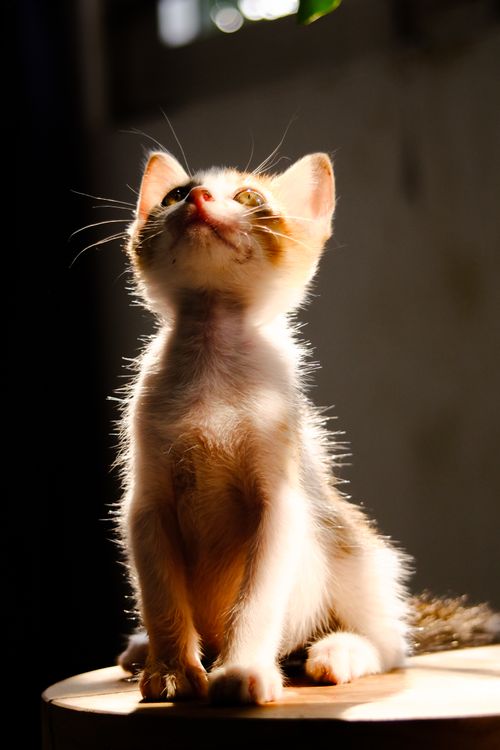 Free Cute kitten basking in warm sunlight indoors, looking up. Stock Photo