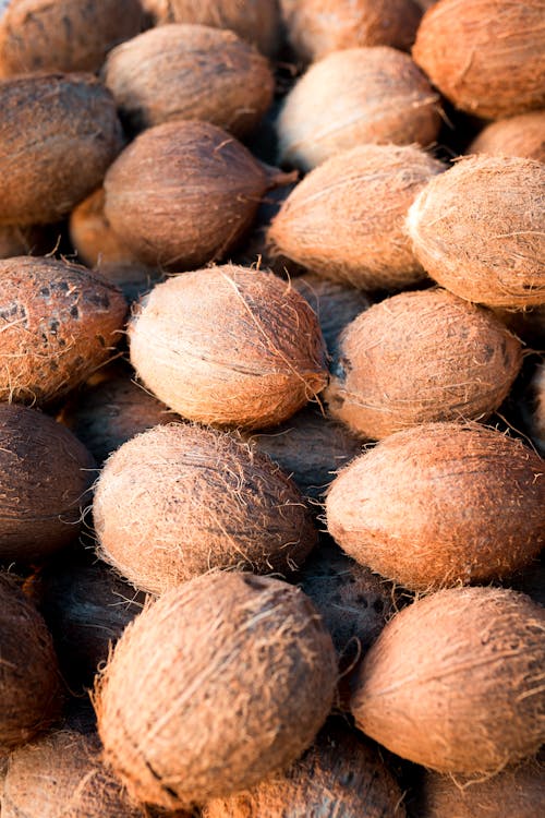 Free stock photo of bazaar, beauty in nature, coconuts