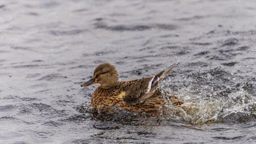 Free A female mallard duck enjoys a splash in the cold waters of Ludvika, Sweden. Stock Photo
