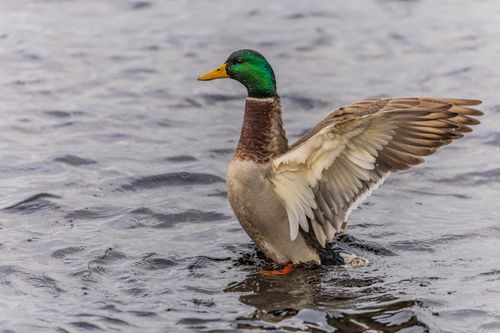 Free A vibrant mallard duck spreads its wings on a tranquil lake in Ludvika, Sweden. Stock Photo