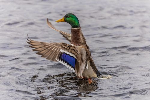 Free A vivid image of a male mallard duck flapping its wings on a lake in Ludvika, Sweden. Stock Photo