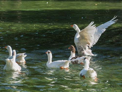Free Several white geese swim gracefully in a serene pond under the bright sun. Stock Photo
