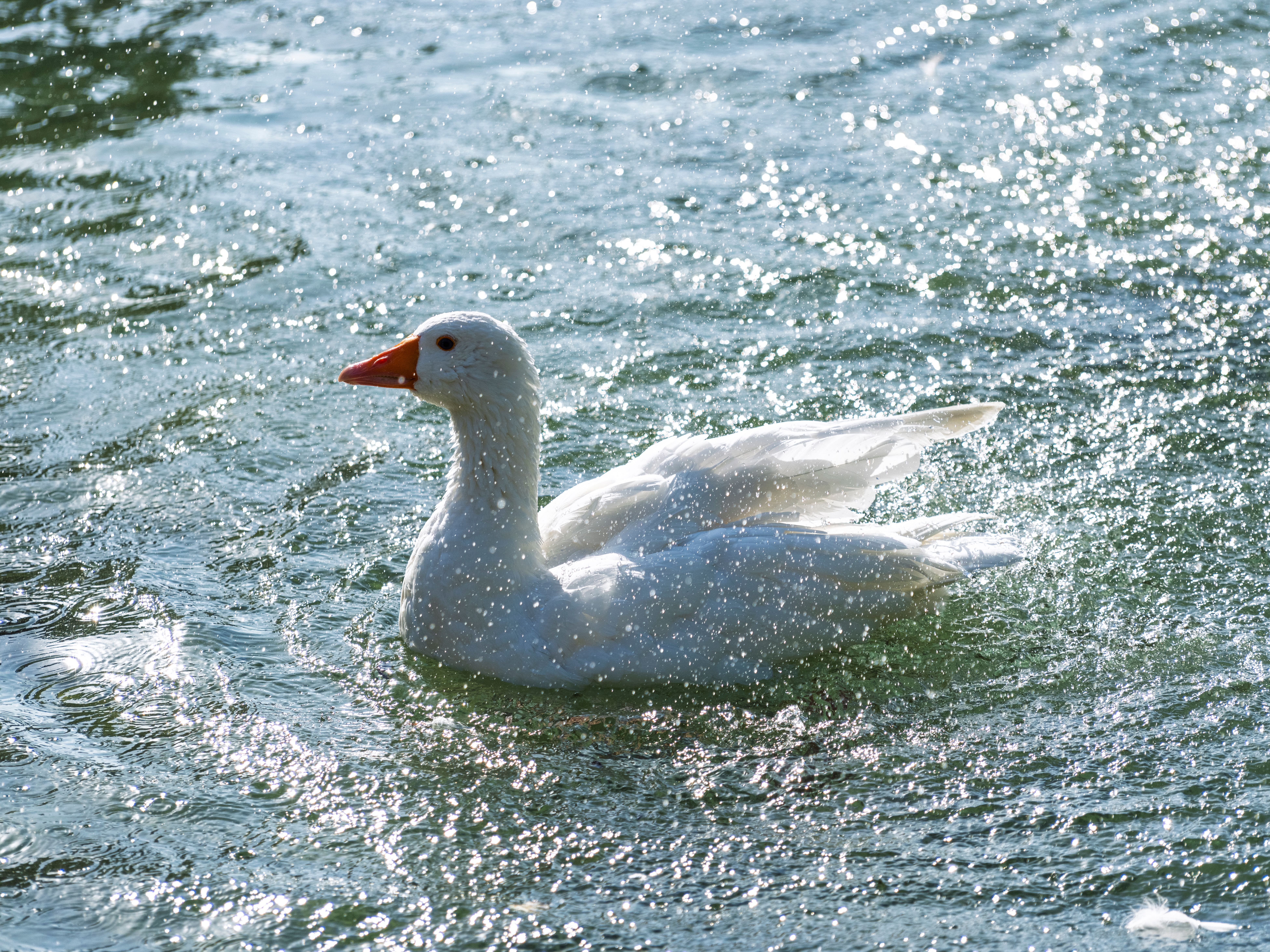 Serene White Goose Swimming in Sparkling Water · Free Stock Photo