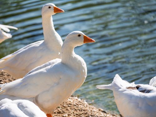 Free White geese enjoying a sunny day by the calm pond's edge. Stock Photo