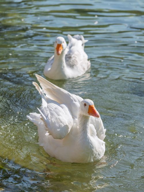 Free Two white geese gracefully swim in a sunlit pond, surrounded by nature. Stock Photo