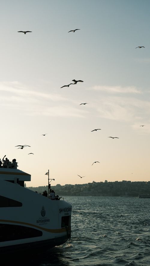 Free Ferry with seagulls flying over the tranquil sea at sunset. Stock Photo