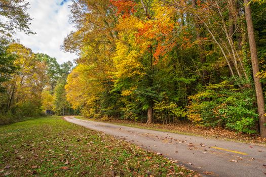 A peaceful winding path through a vibrant autumn forest with colorful foliage on a clear day.