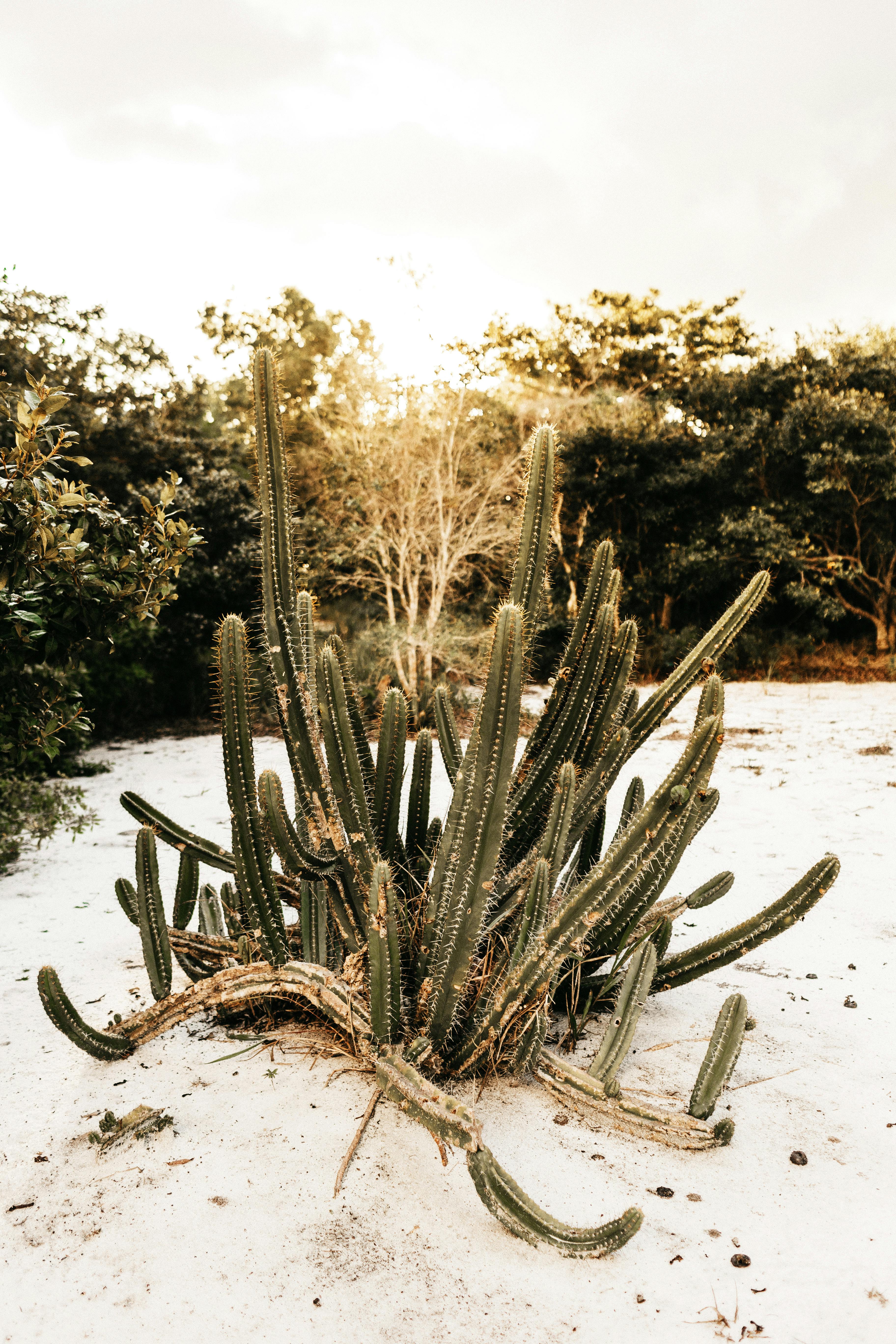 沙质户外环境中，生动的绿色仙人掌唤起了夏日的宁静感