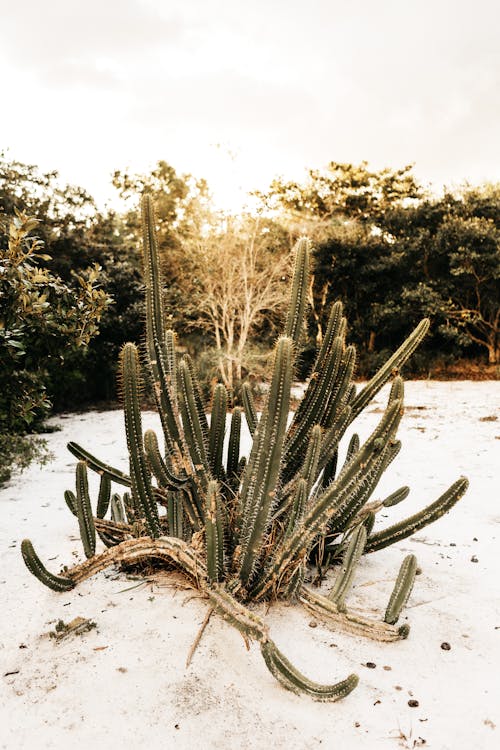 Grüne Kaktus Pflanzen Nahaufnahmefotografie