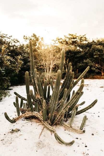 Vivid green cactus in a sandy outdoor setting, evoking a sense of summer serenity.