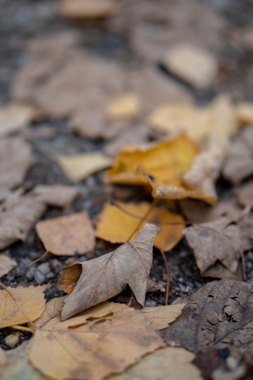 Free Fallen autumn leaves in shades of yellow and brown scattered on the ground, evoking a rustic fall scene. Stock Photo