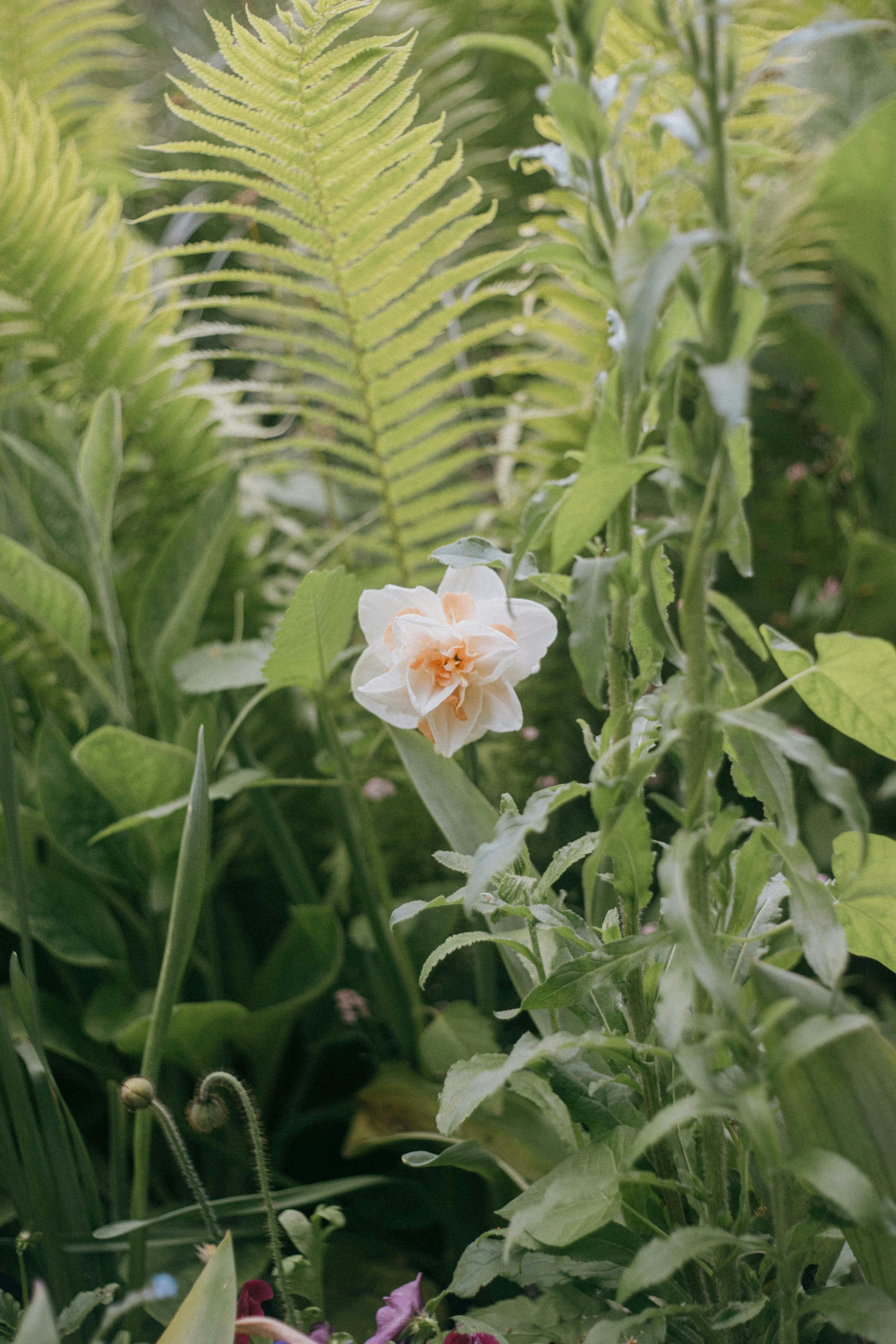 [ColoSach]-tranquil-garden-view-with-lush-greenery-and-a-single-white-flower-in-giverny,-france.