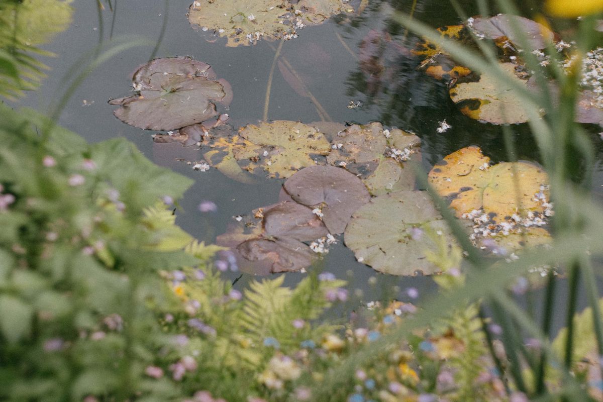 Bassin aux nymphéas dans le jardin de Claude Monet à Giverny