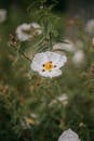Delicate White Flowers in Giverny Garden
