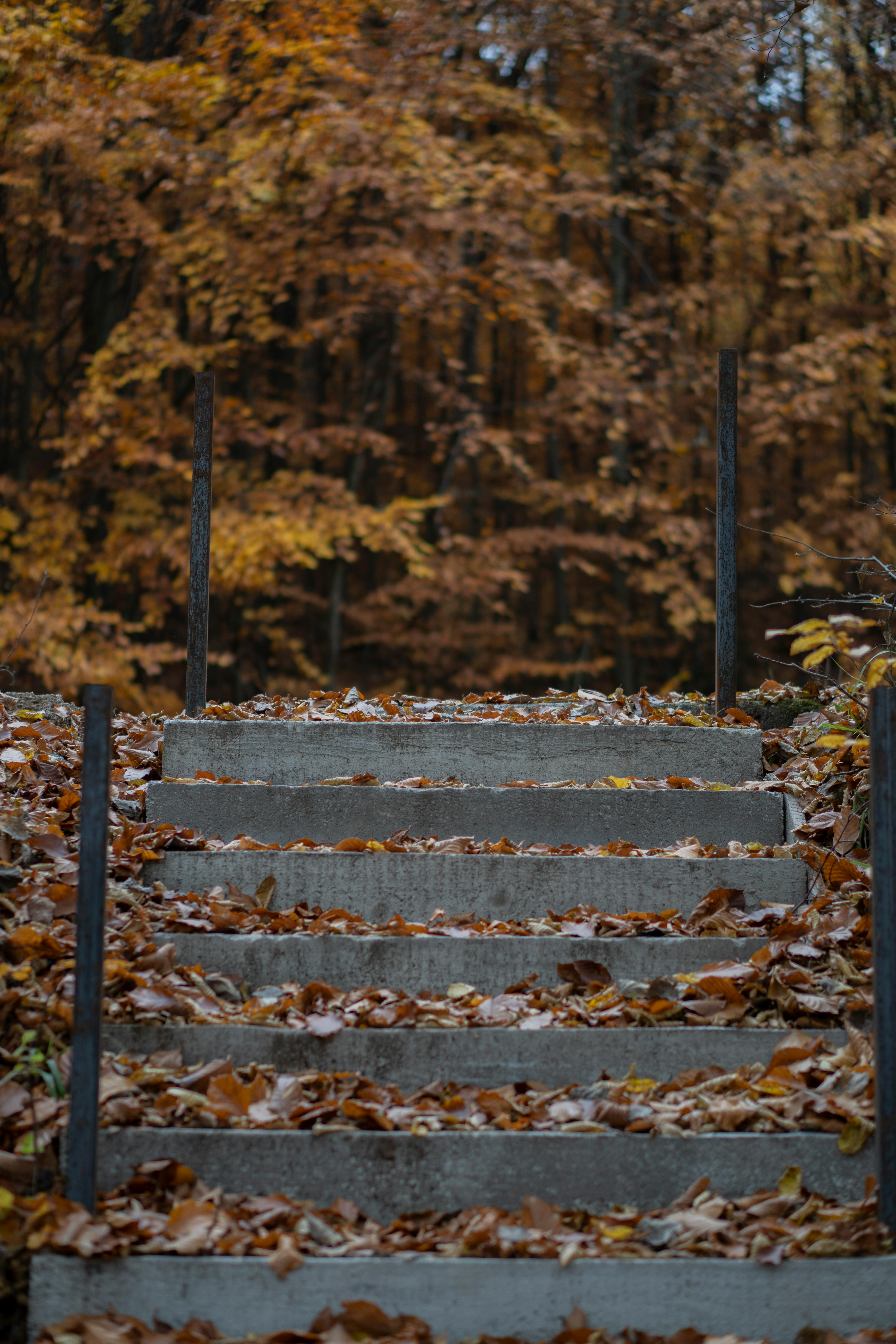 Ücretsiz Sakin bir orman ortamında, sonbahar yapraklarıyla kaplı beton merdivenler. Stok Fotoğraflar