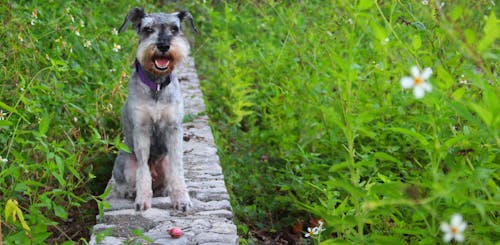 Foto profissional grátis de cachorro, flores, schnauzer