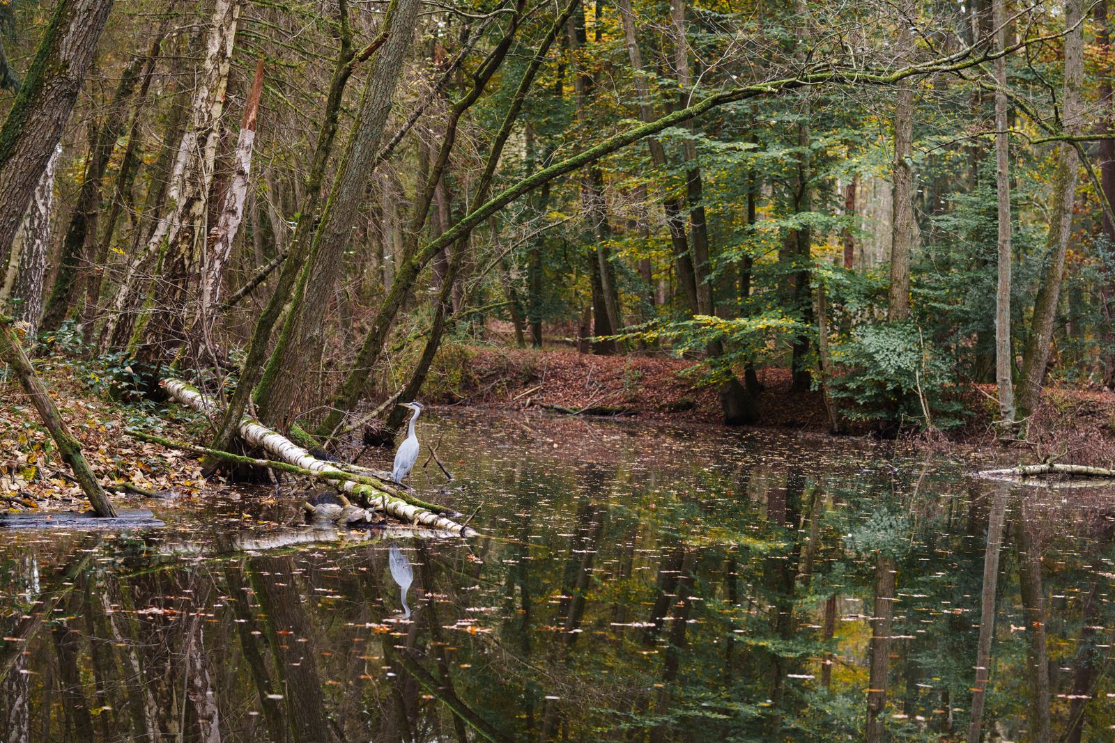 Sentier de Sologne traversant une forêt mixte avec étang en arrière-plan, lumière douce de fin de journée