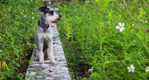 คลังภาพถ่ายฟรี ของ schnauzer, ดอกไม้, สุนัข