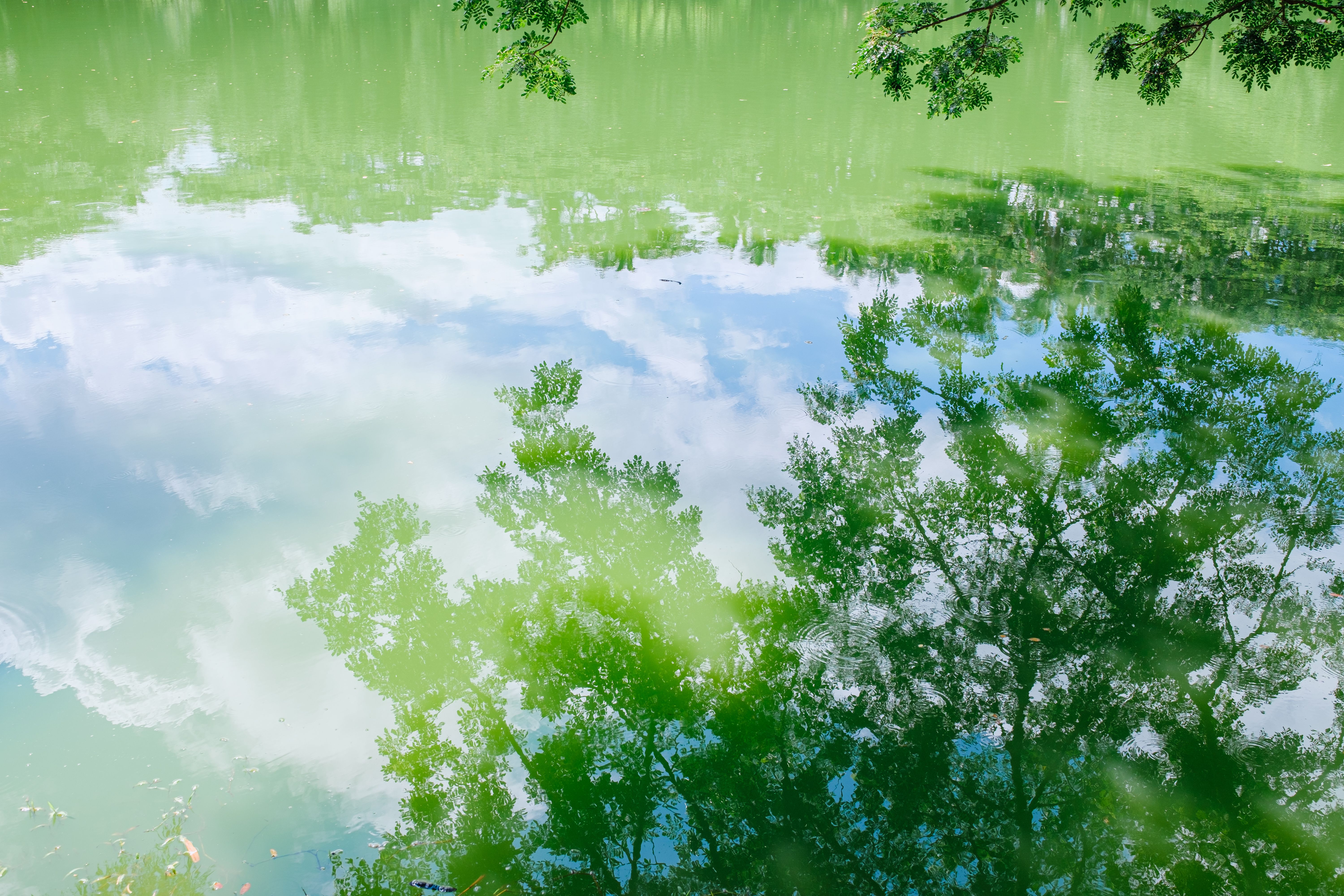 Serene Reflection of Trees on a Calm Lake · Free Stock Photo