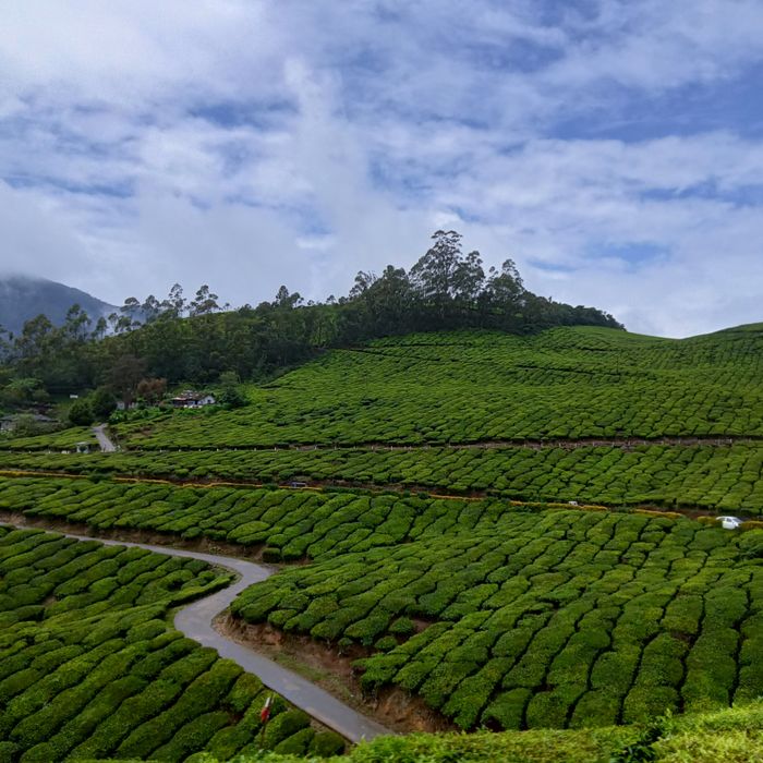 Lush green tea plantations stretching across the hills of Munnar under a bright blue sky