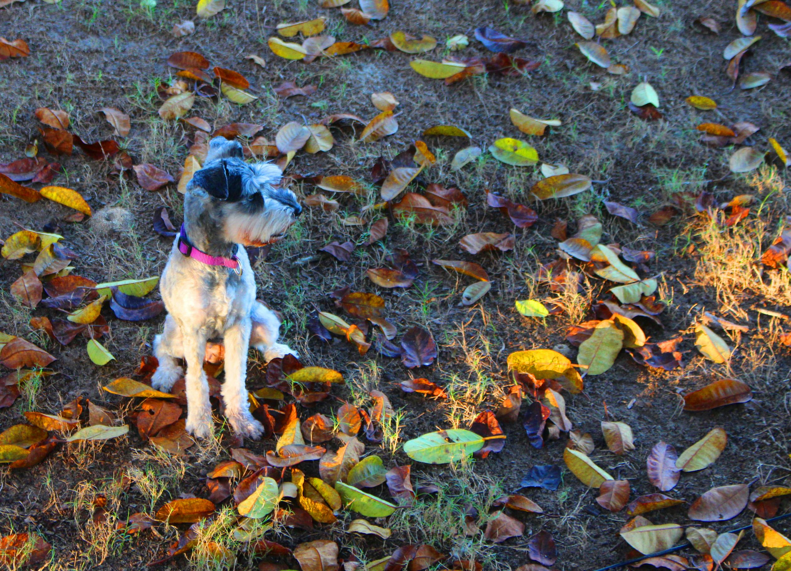 Free stock photo of autumn, dog, schnauzer