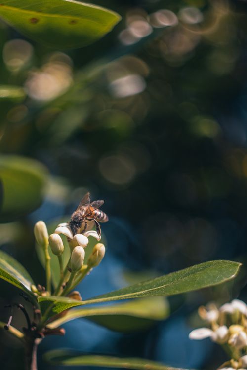 Free A bee actively collecting nectar from flowers in a sunny garden, illustrating nature's beauty and biodiversity. Stock Photo