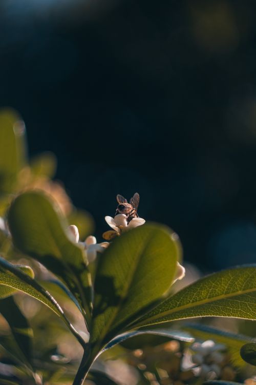Free Close-up of bee collecting nectar from a flower surrounded by lush green leaves in sunlight. Stock Photo