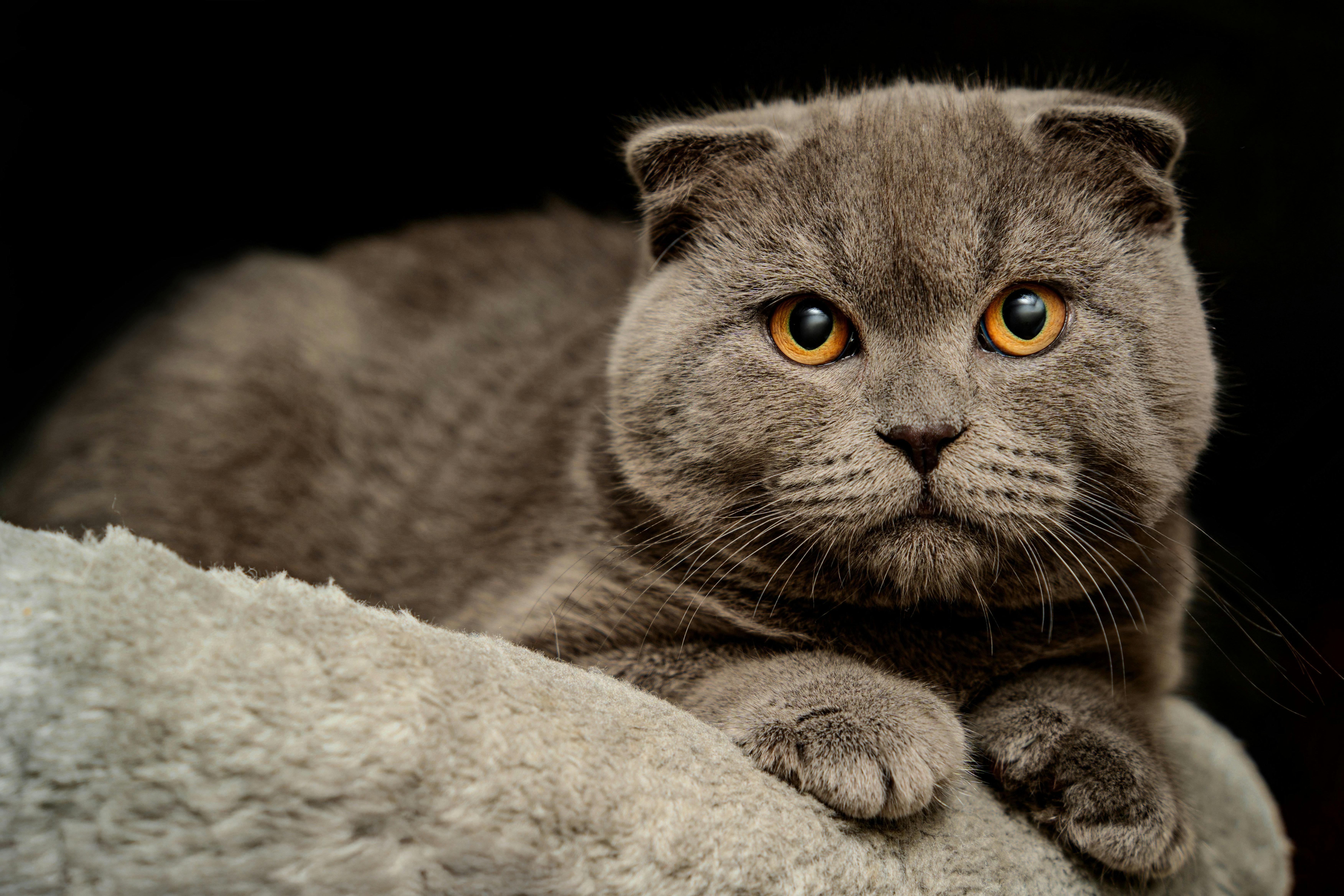 Katzenurinproblem lösen