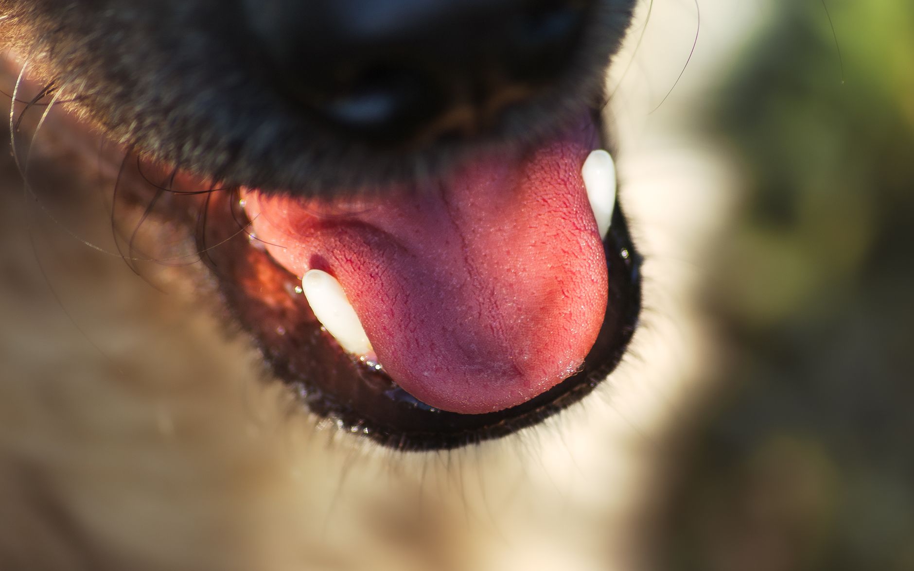 A golden retriever playing outdoors, enjoying a clear sunny day which helps maintain good health and strong immunity.