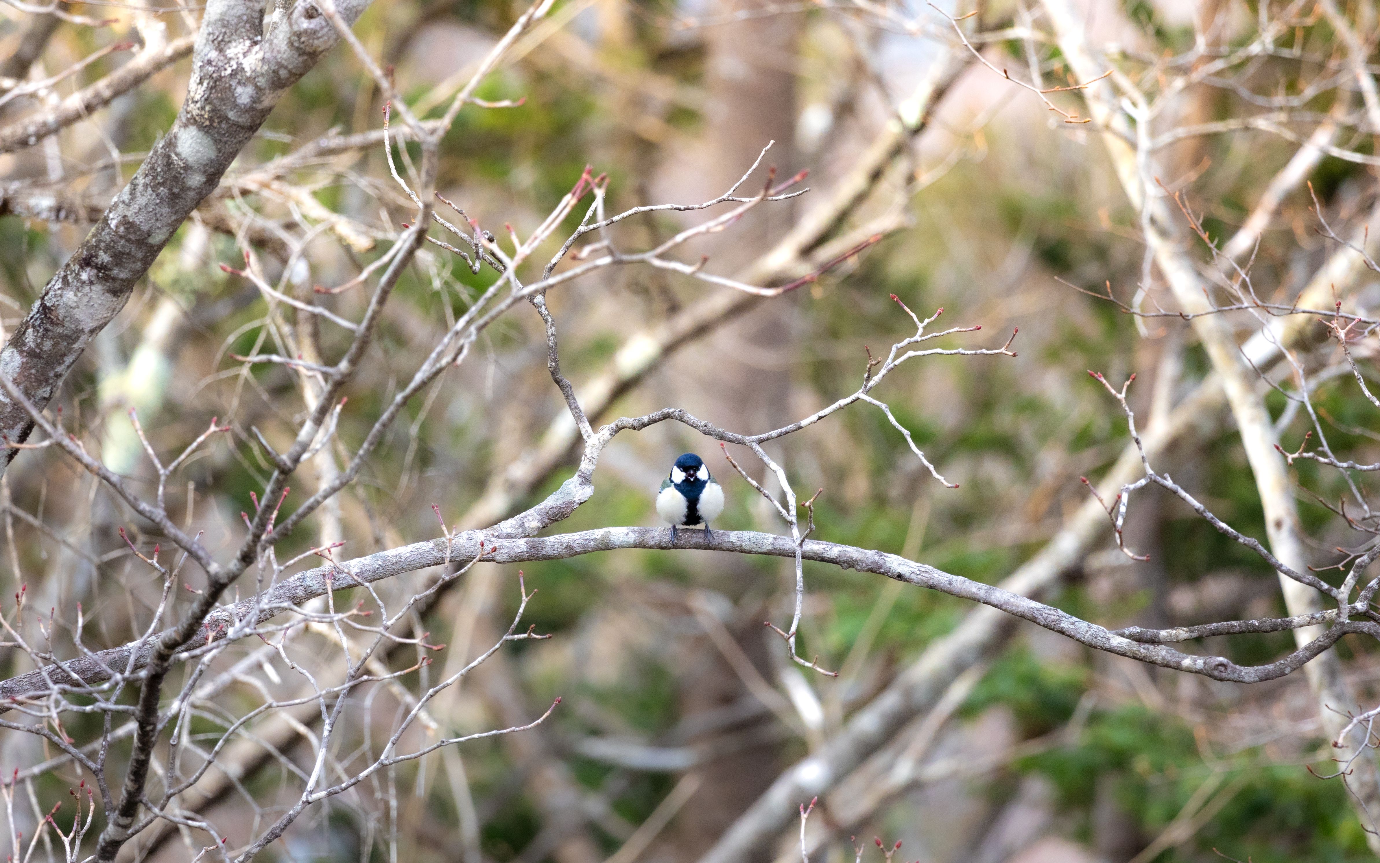 Captivating Bird Perched in Nikko's Tranquil Spring · Free Stock Photo