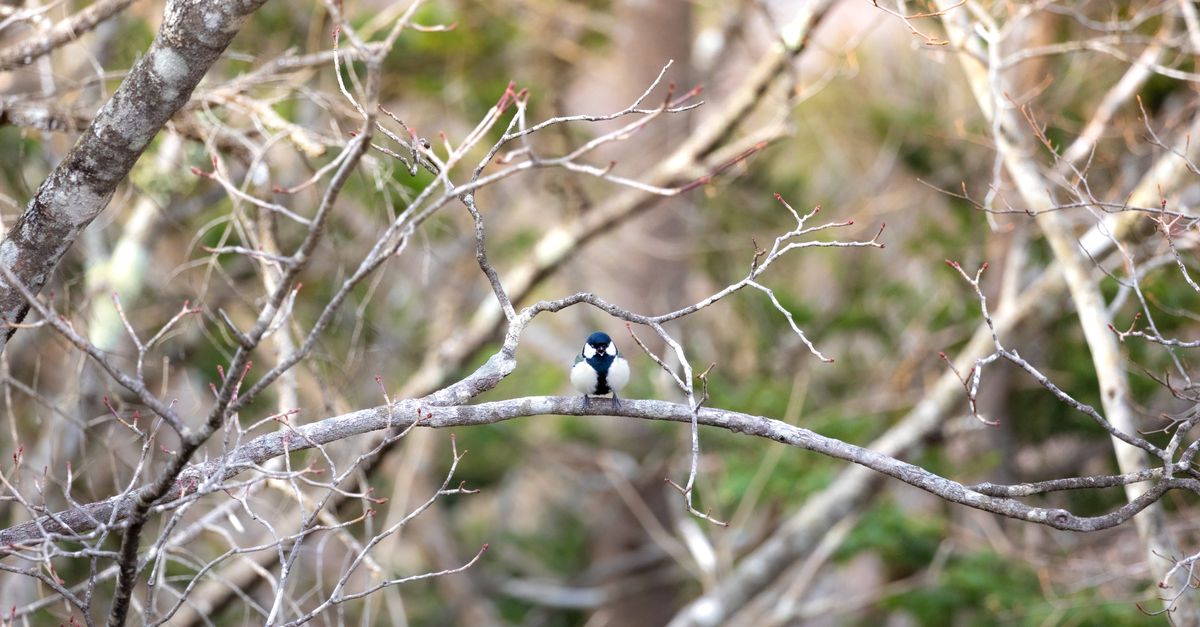 Perched Spring Captivating Bird Perched in Nikko's Tranquil Spring · Free Stock Photo