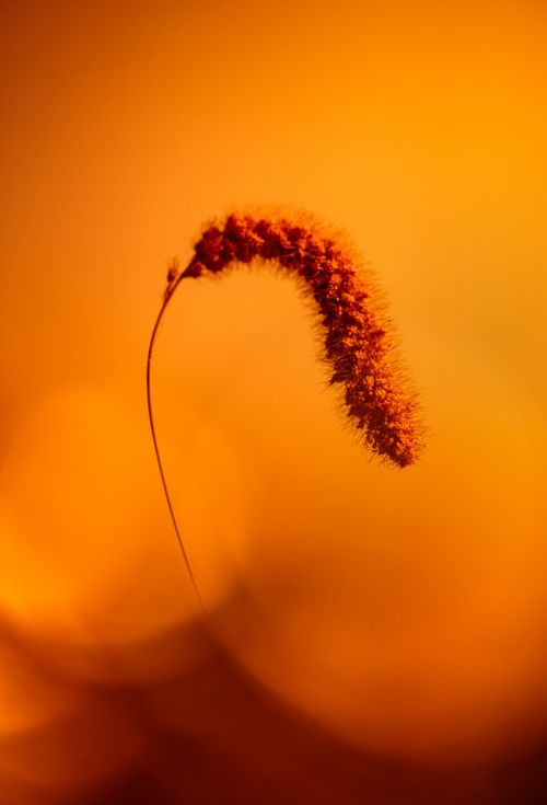 Free Artistic close-up of a wheat stalk with warm, vivid tones set against a blurred background. Stock Photo