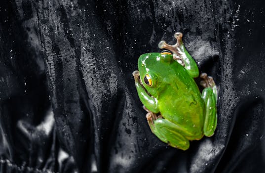 A vibrant green frog clings to a textured, water-drenched fabric in Taiwan's jungle.