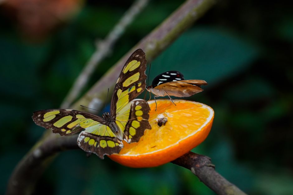 Fotomural Mariposas coloridas disfrutando de una rodaja de naranja. Captura perfecta de la interacción con la naturaleza.