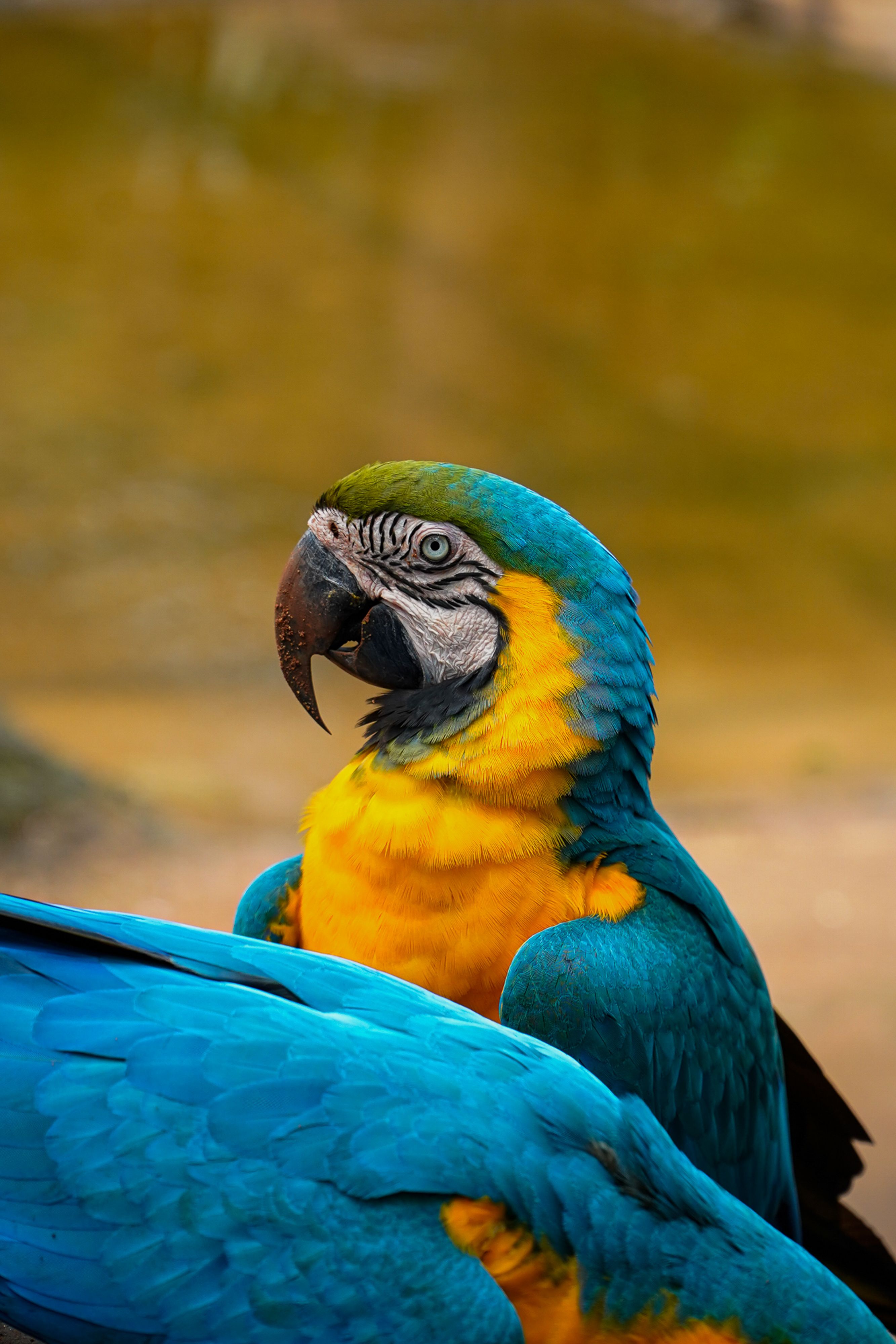 Photo inspiration: Outdoor Macaw Habitat Installation Services Reference: Vibrant Blue And Gold Macaw In Natural Habitat