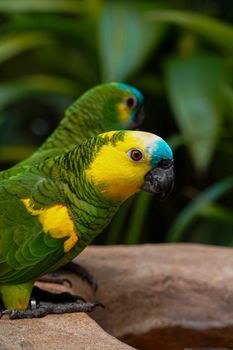 parrot photo