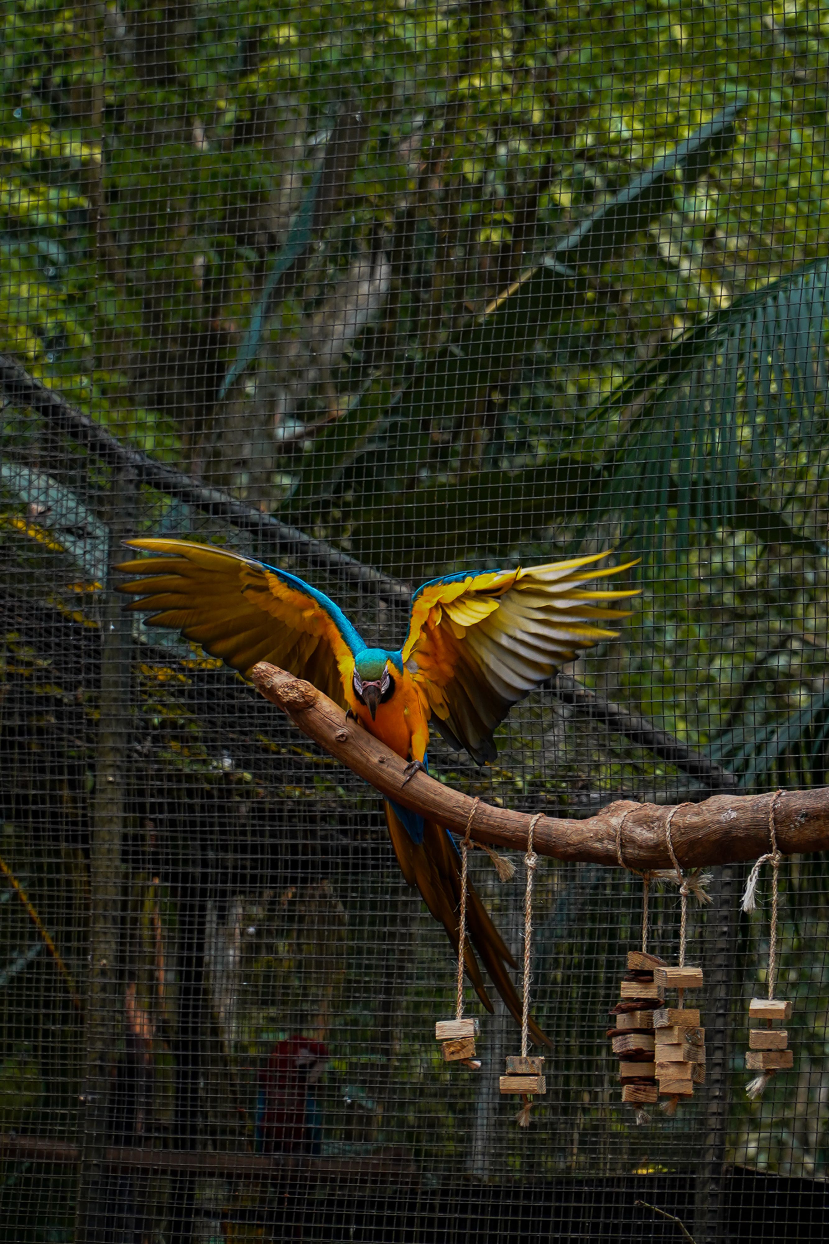 Visual Reference: Vibrant Blue Macaw In Natural Habitat