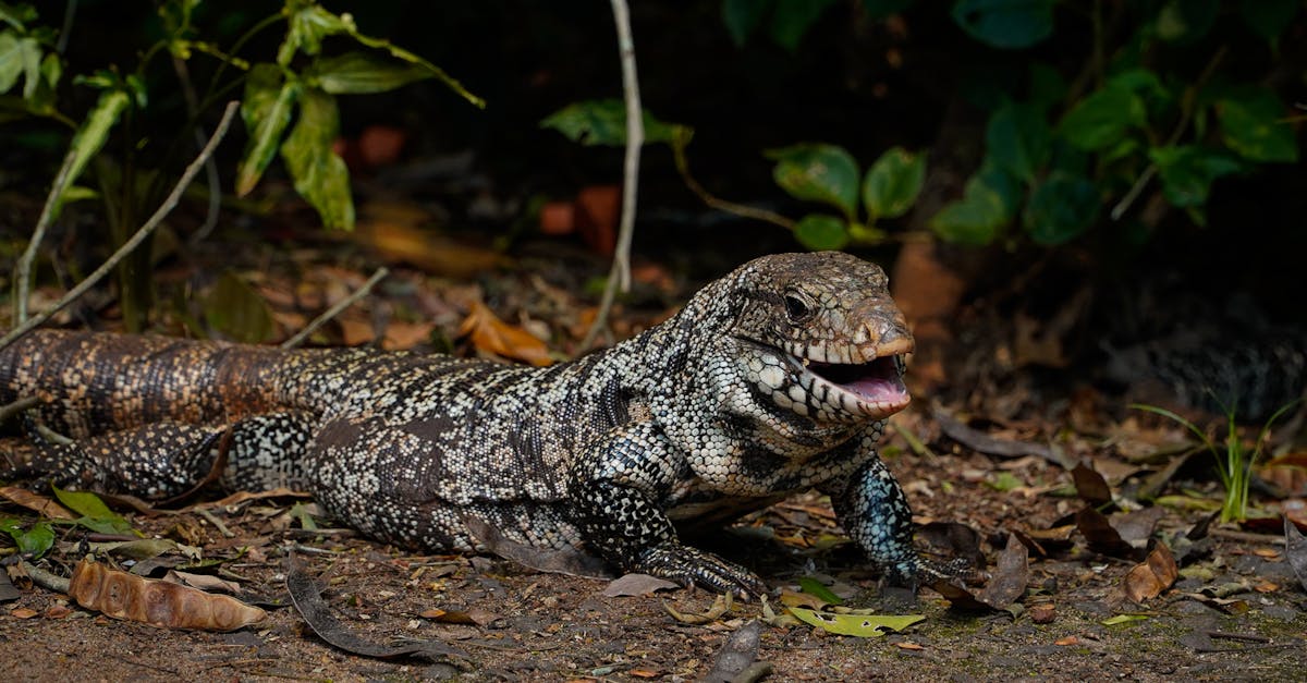 Close-up of a Smiling Lizard in Natural Habitat · Free Stock Photo