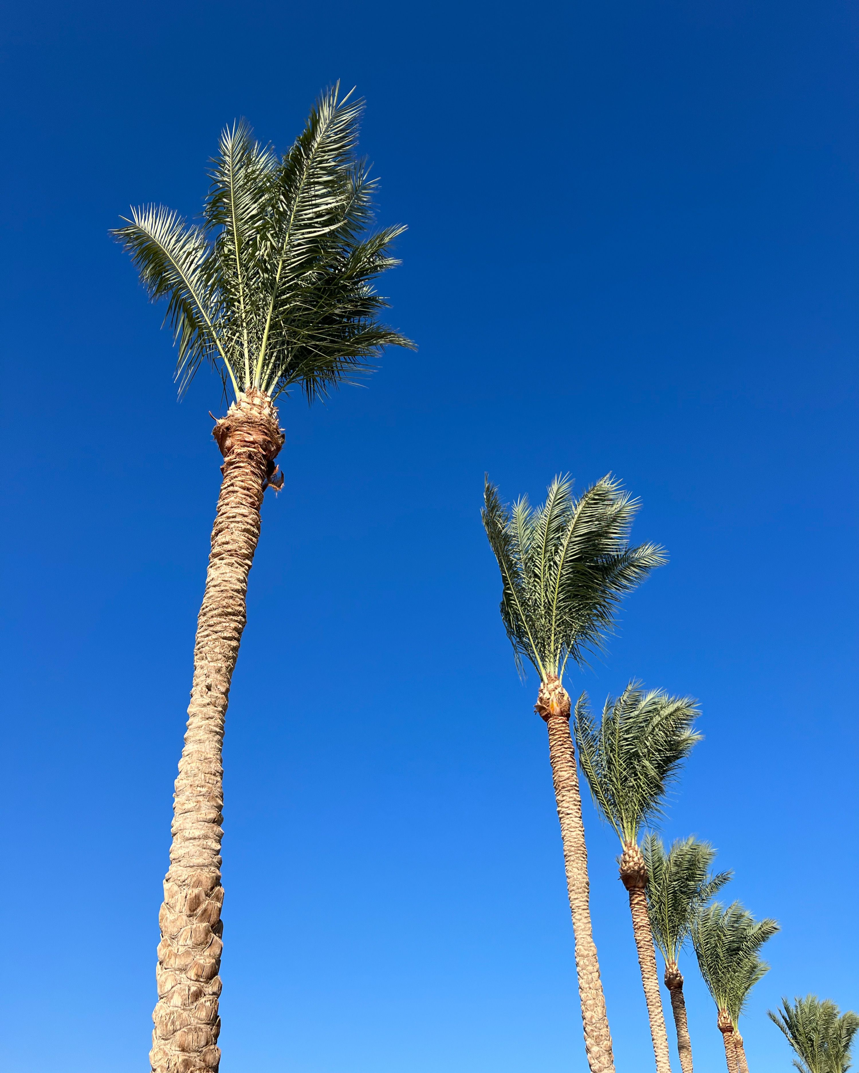 Tall Palm Trees Against Clear Blue Sky · Free Stock Photo