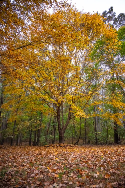Free Beautiful autumn tree with golden leaves in a serene forest, showcasing nature's colorful transformation. Stock Photo