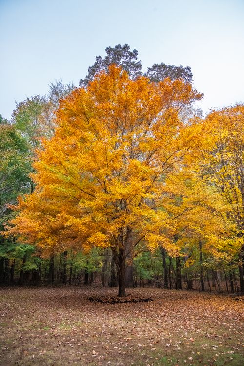 Free A stunning autumn tree with golden leaves in a tranquil forest setting, capturing the essence of fall. Stock Photo