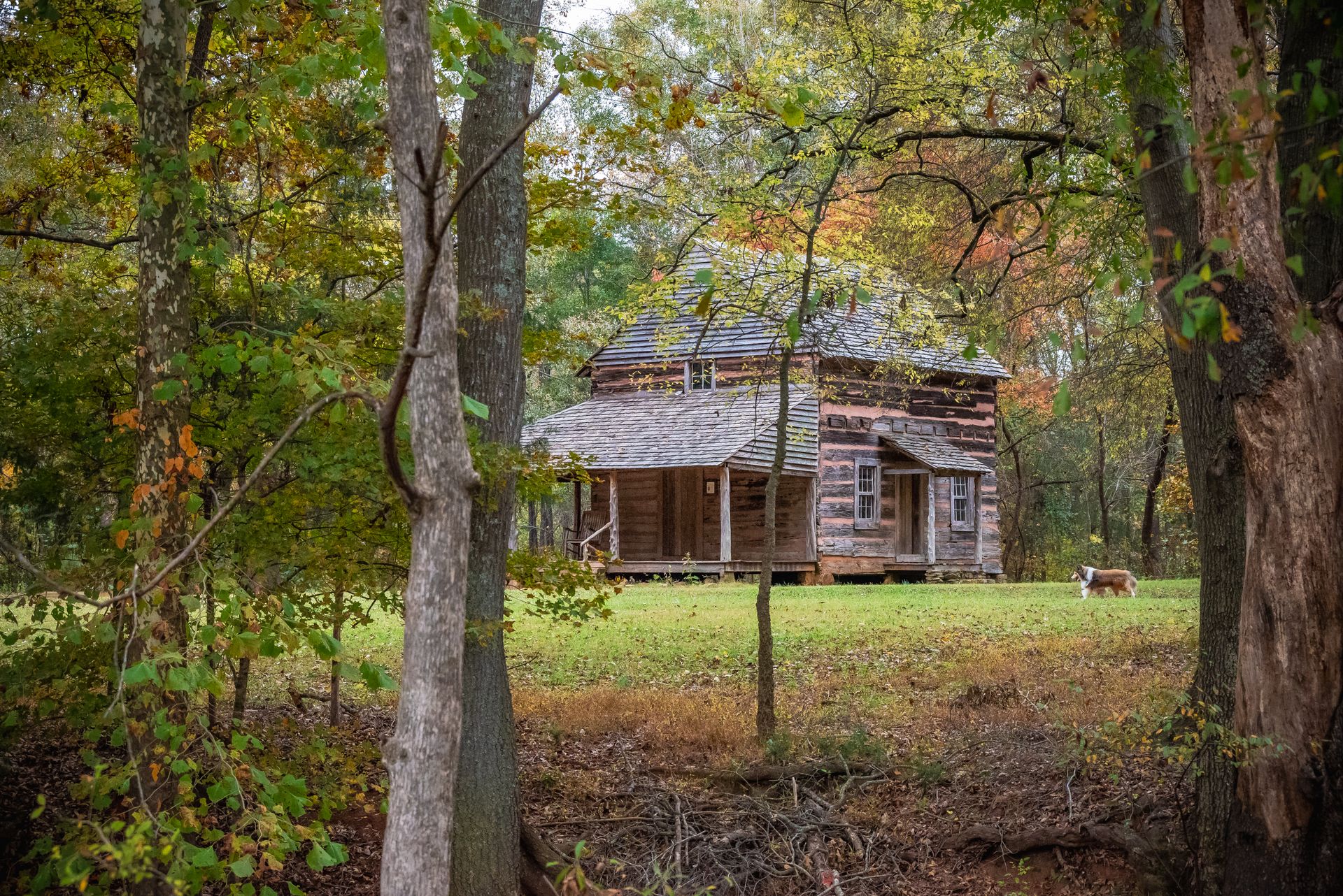 Charming log cabin surrounded by autumn forest with a dog in the yard.